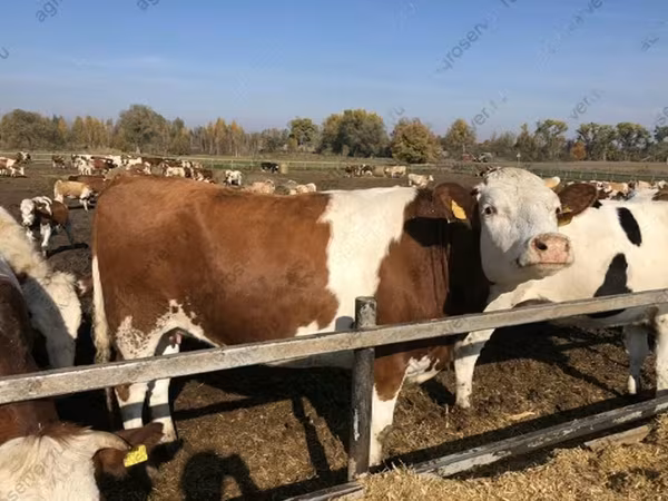 Vaca, Raza Holstein