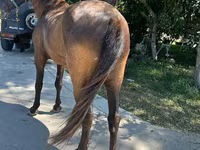 Caballo, Caballos — foto 2