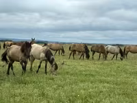 Yegua, Caballos — foto 4
