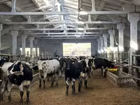 Kuh, Holstein-Rasse — Foto 4