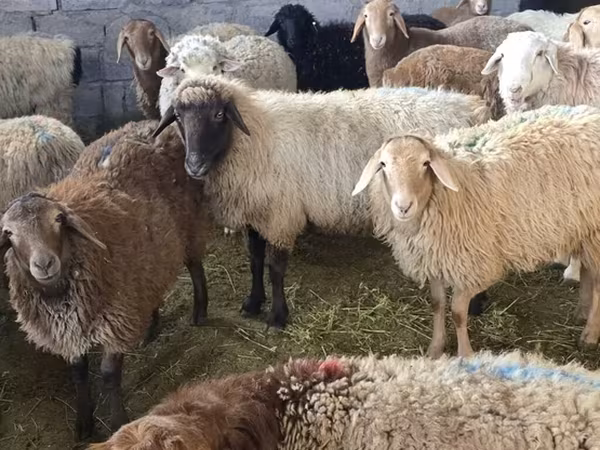 Oveja, Tian-Shan semifinewool sheep