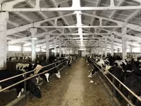 Vaca, Yaroslavl cattle — foto 5