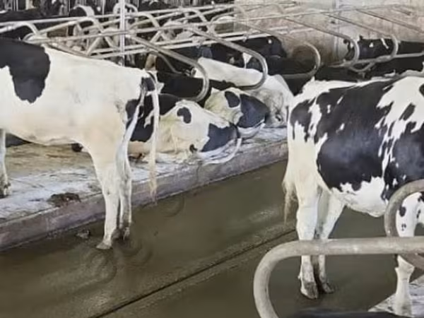 Giống Holstein