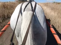 公马, Horses — 照片 4