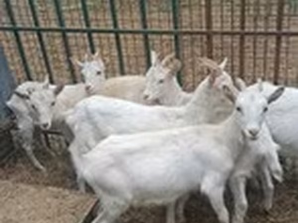 Ешкілер