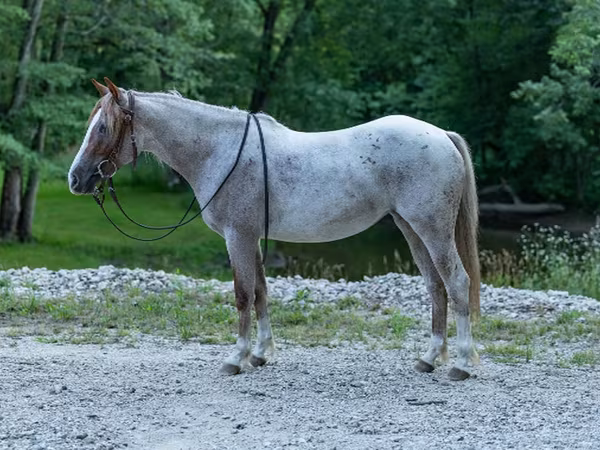 Yegua, Quarter Horse — Estados Unidos