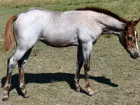 Mare, Quarter Horse — photo 7
