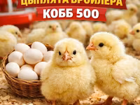 كوب 500 — الصورة 2
