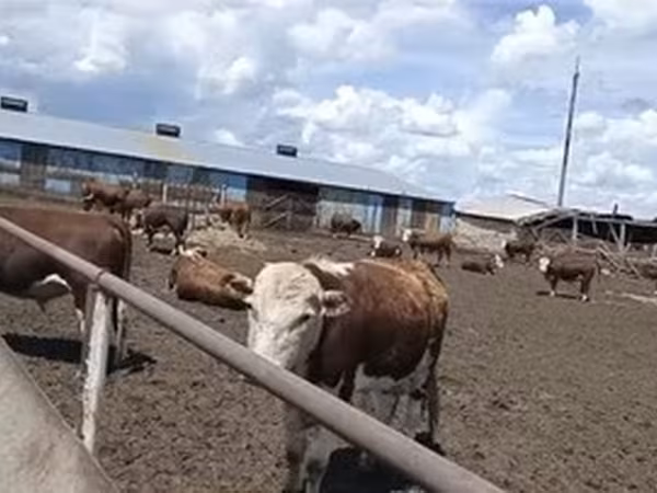 Казахская белоголовая корова
