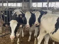 Kuh, Holstein-Rasse — Foto 3