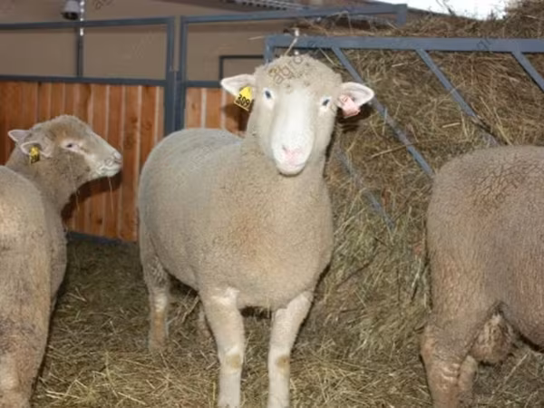 公羊, Dorset horn sheep