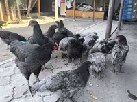 Australorp — Foto 2
