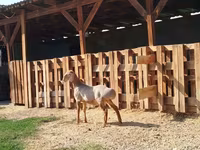 मेढ़ा, Edilbay sheep — फ़ोटो 2