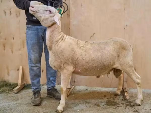 Carnero, Lacaune sheep