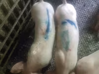 नर सूअर, सूअर — फ़ोटो 3
