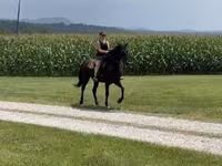 Yegua, Przewalski's horse — foto 2