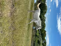 Yegua, Caballos — foto 3