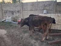 Bull, Alatau breed — photo 4