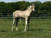 Yegua, Rocky Mountain Horse — foto 8