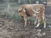 بقرة, Latvian Blue cattle — الصورة 3