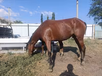 فرس, Thoroughbred horse — الصورة 6