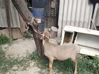 मेढ़ा, Edilbay sheep — फ़ोटो 3