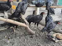Chickens — الصورة 2