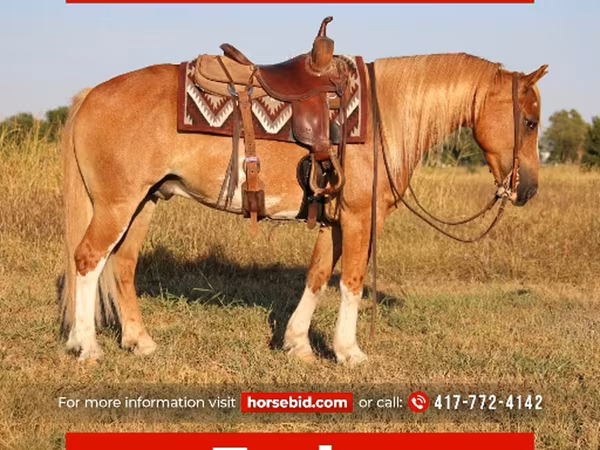حصان, Gypsy horse