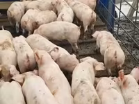 नर सूअर, सूअर — फ़ोटो 2