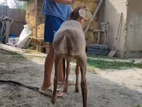 मेढ़ा, Edilbay sheep — फ़ोटो 5