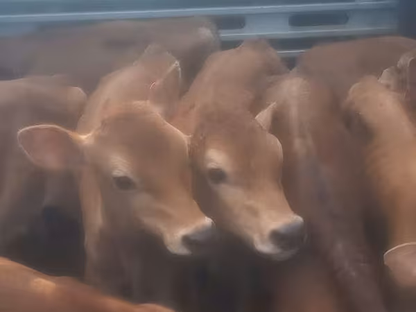 Bull, Cattle