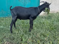 Cabro, Murcia-Granada goats — foto 3