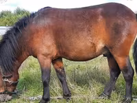 घोड़ा, American shetland pony — फ़ोटो 1