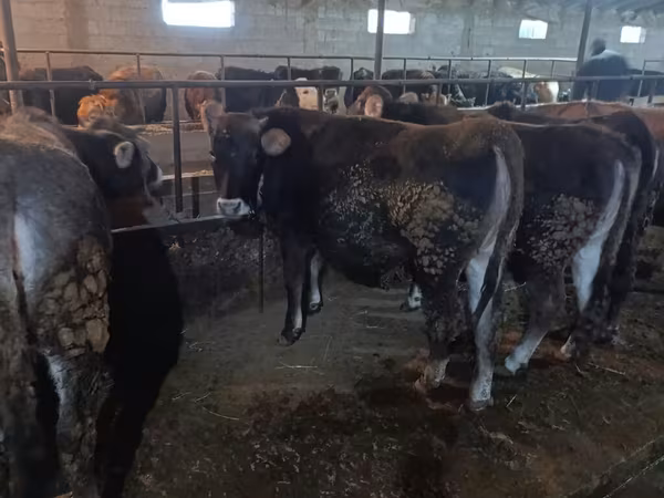 Swiss cattle