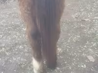 Horse (M), Horses — photo 2