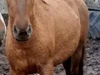 Yegua, Trakehner — foto 4