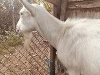 母山羊, Saanen goat — 照片 2