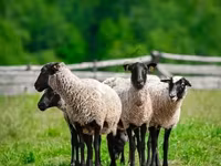Carnero, Romanov sheep — foto 2