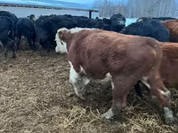 母牛, Cattle — 照片 7
