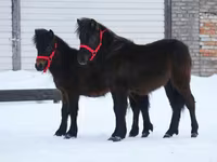 حصان, American shetland pony — الصورة 7