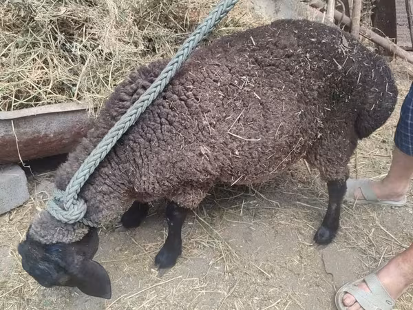 Saryarka sheep