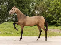 Yegua, Akhal-Teke — foto 2