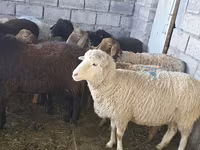 Oveja, Ovejas — foto 4