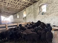 भेड़, Katum sheep — फ़ोटो 4