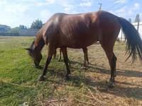فرس, Thoroughbred horse — الصورة 7