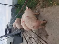 मादा सूअर, सूअर — फ़ोटो 7