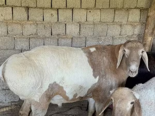 Carnero, Rhon sheep