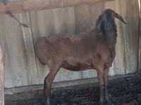 Carnero, Hissar sheep — foto 5