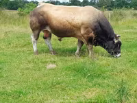ثور, Partenaise cattle — الصورة 7