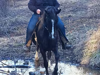 Caballo, Rocky Mountain Horse — foto 6